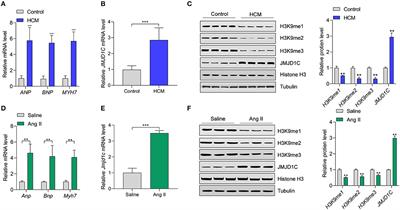 The Histone Demethylase JMJD1C Regulates CAMKK2-AMPK Signaling to Participate in Cardiac Hypertrophy